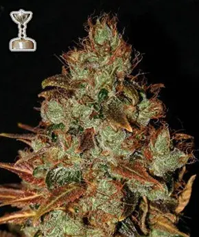 Buy Apothecary Genetics Seeds Sour Diesel Regular Cannabis Seeds