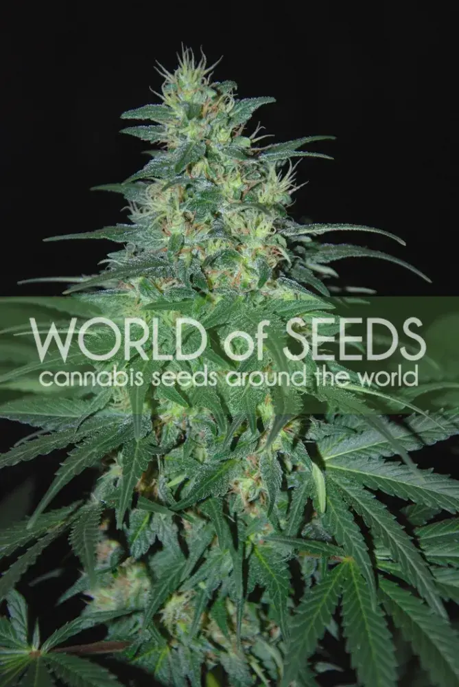 South African Kwazulu Feminised Cannabis Seeds | World of Seeds