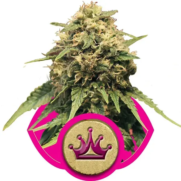 Special Queen #1 Feminised Cannabis Seeds | Royal Queen Seeds