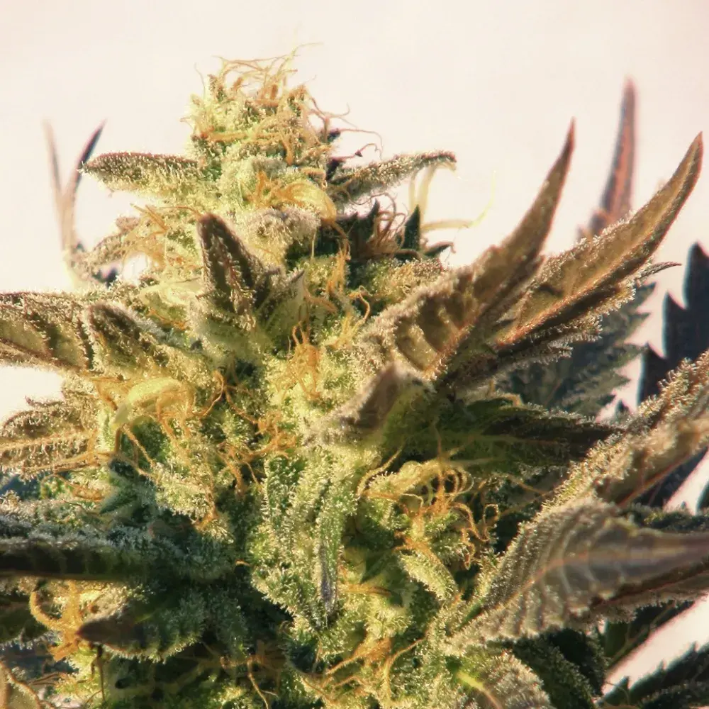 Speedy Boom Auto Feminised Cannabis Seeds