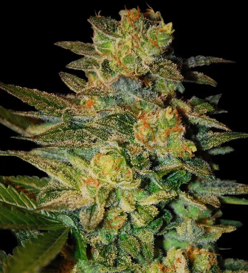 Spiritual Punk Feminised Cannabis Seeds