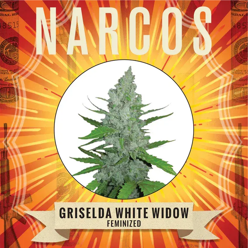 Griselda White Widow Feminised Cannabis Seeds - NARCOS Seeds.