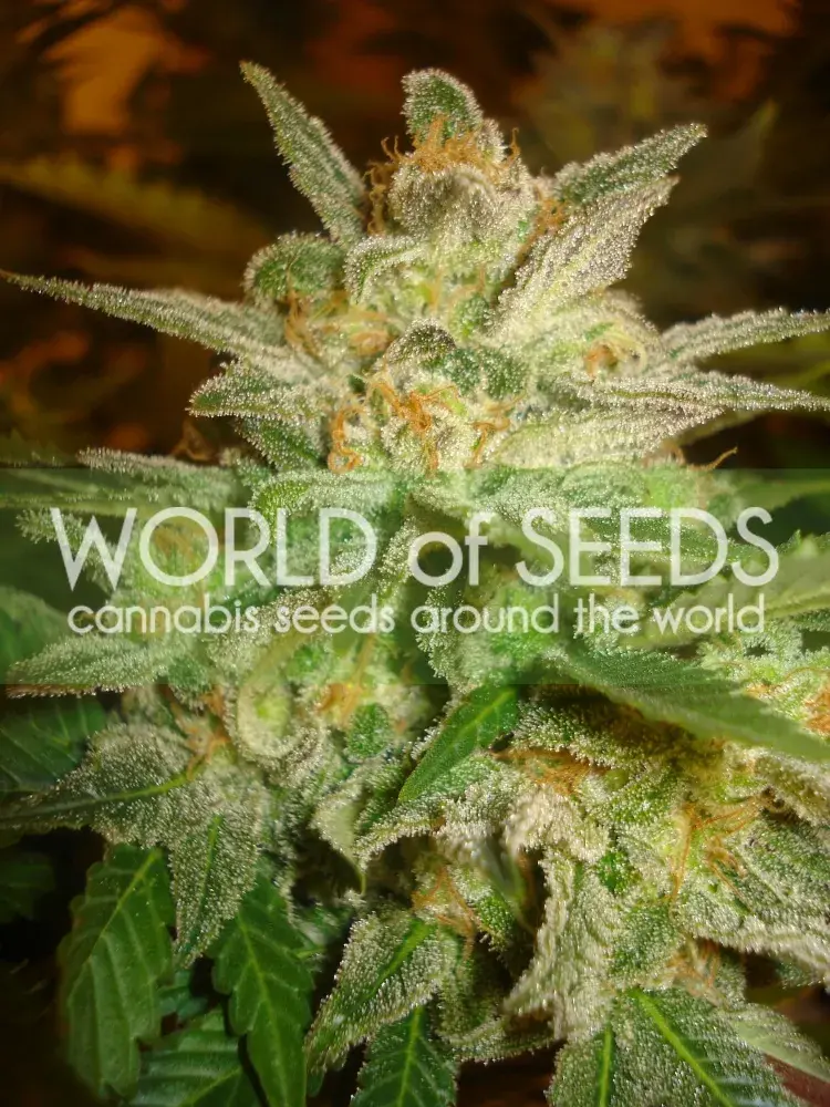 Star 47 Feminised Cannabis Seeds | World of Seeds
