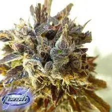 Stardust Feminised Cannabis Seeds