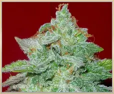 Gage Green Starlet Kush Cannabis Seeds