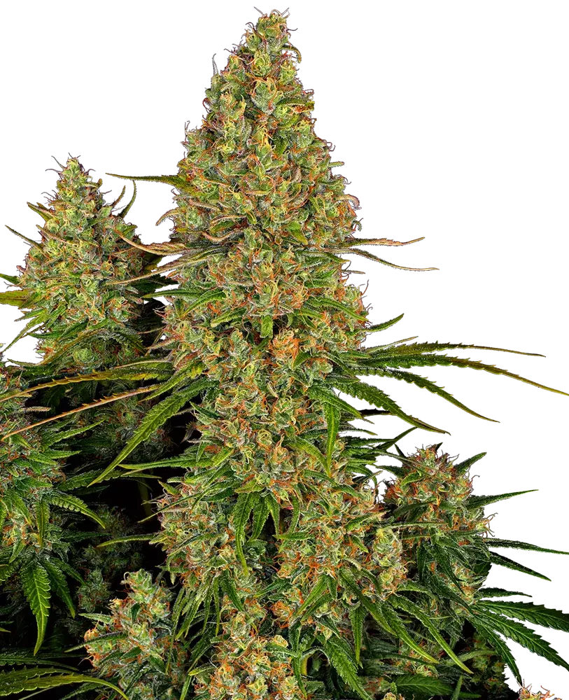 Sticky Orange XXL Auto Feminised Cannabis Seeds - Sensi Seeds Research