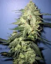 Stinky Regular Cannabis Seeds | Next Generation Seeds 