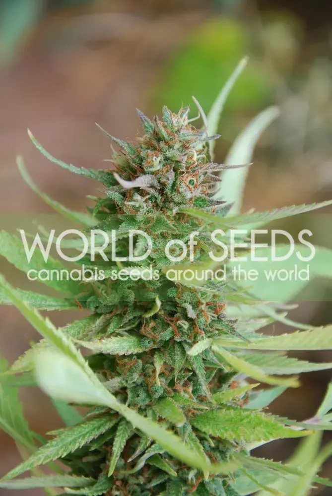 Strawberry Blue Feminised Cannabis Seeds | World of Seeds