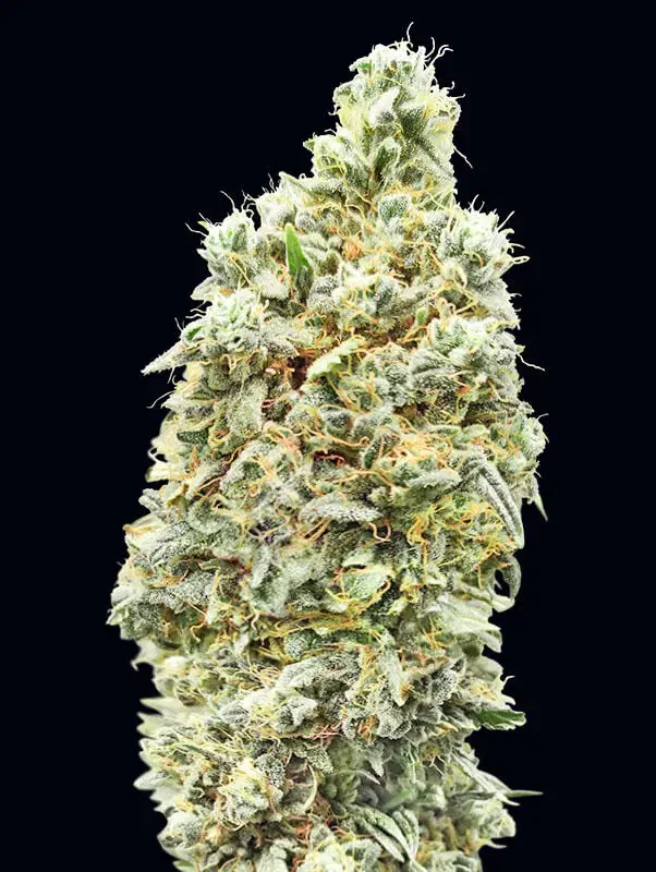 Strawberry Banana Fast Feminised Cannabis Seeds | Advanced Seeds 