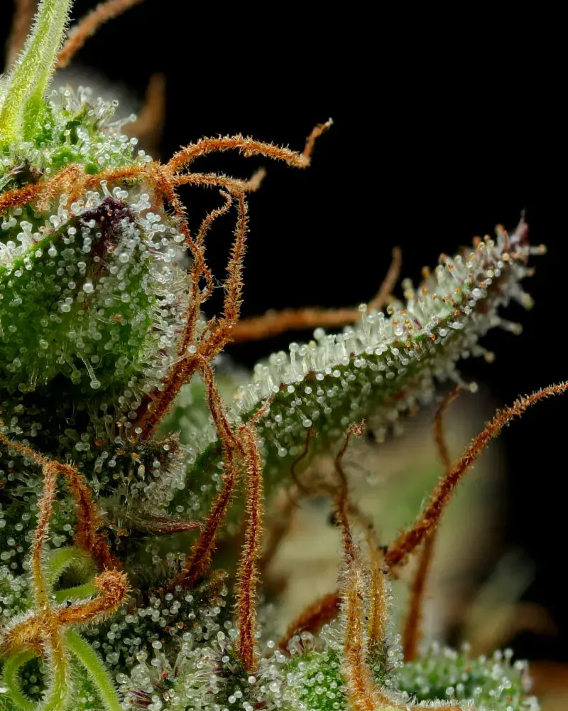 Strawberry Cheesecake Feminised Cannabis Seeds - Humboldt Seed Company