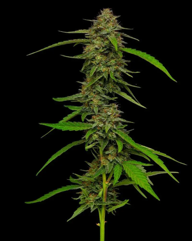 Strawberry Cheesecake Auto Feminised Cannabis Seeds - Humboldt Seed Company