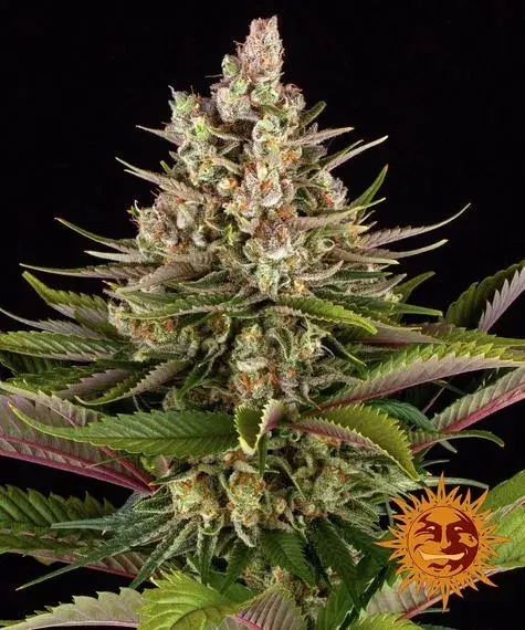 Sour Strawberry Feminised Cannabis Seeds | Barney's Farm .