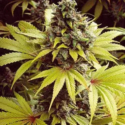 Strawberry Fields Feminised Cannabis Seeds | Sagarmartha Seeds