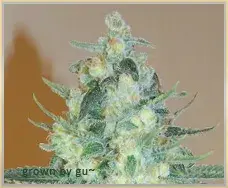 Gage Green Sugartown Express Cannabis Seeds