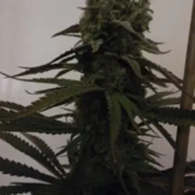 Sugar Mama Auto Feminised Cannabis Seeds | Feminized Seeds