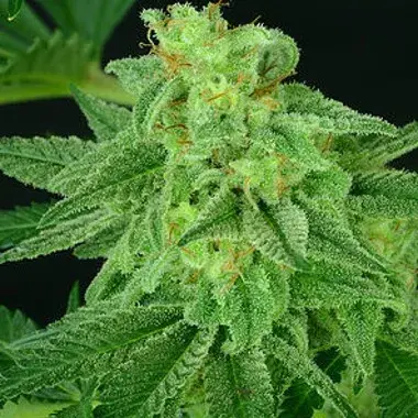 Super Mutant Mass Feminised Cannabis Seeds | Critical Mass Collective Seeds