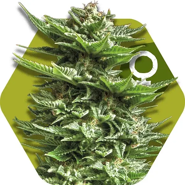 Super Silver Haze Feminised Cannabis Seeds | Zambeza Seeds