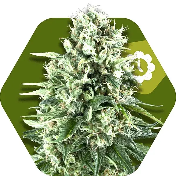 Super Silver Haze Auto Feminised Cannabis Seeds | Zambeza Seeds