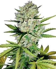 Super Skunk Automatic Feminised Cannabis Seeds | White Label Seed Company