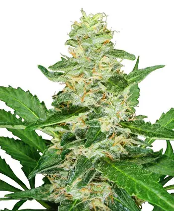 Super Skunk Auto Feminised Cannabis Seeds | Sensi Seeds