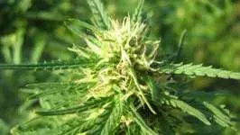 Super Skunk Regular Cannabis Seeds | Nirvana
