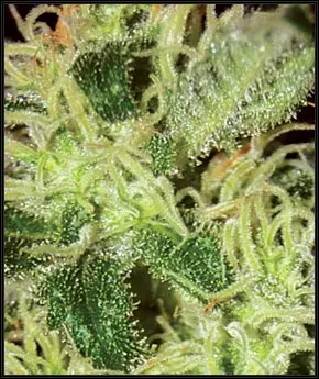 Super Critical Feminised Cannabis Seeds | Green House Seeds