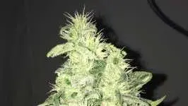 Supreme CBD Kush Feminised Cannabis Seeds | Nirvana 