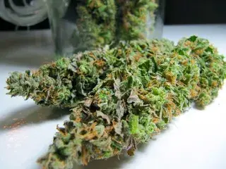 BC Sweet Island Skunk Regular Cannabis Seeds |  BC Bud Depot