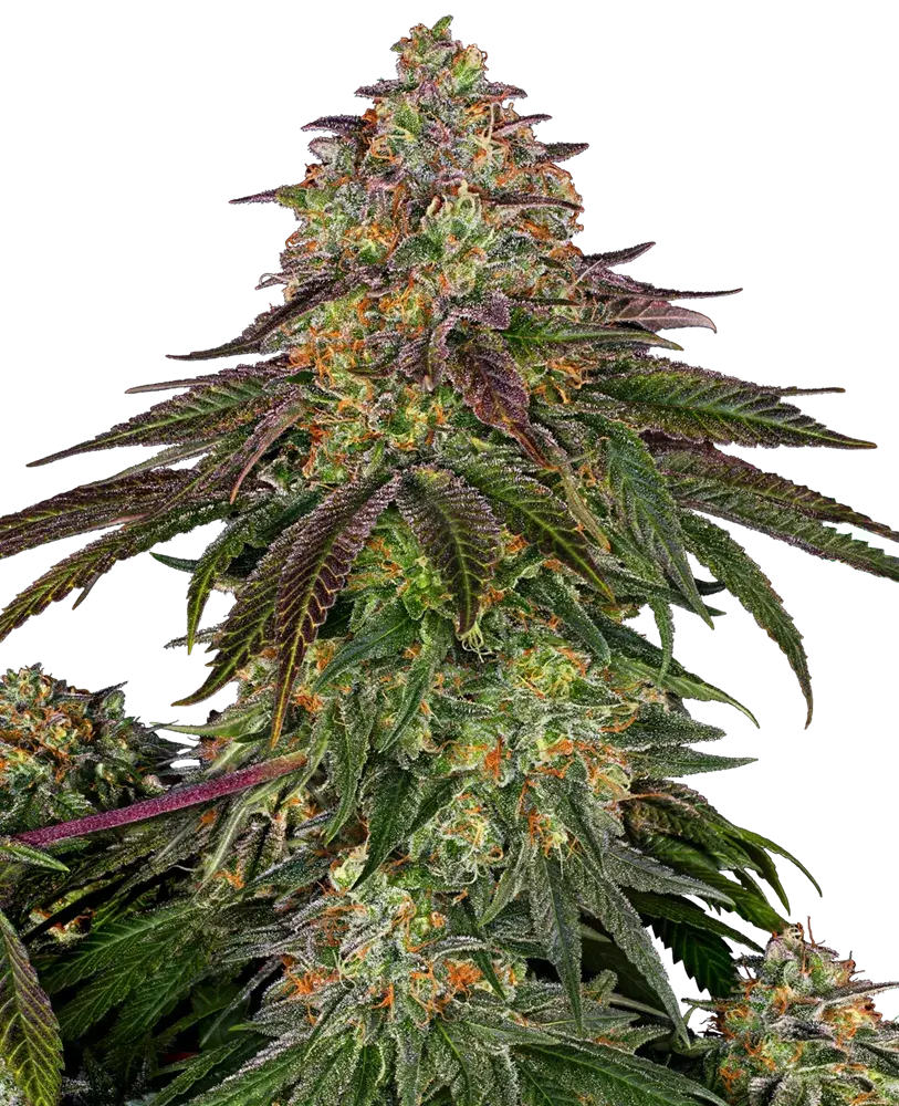 Sweet Cherry Kush Feminised Cannabis Seeds - Sensi Seeds