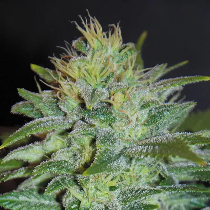 Sweet Black Angel Feminised Cannabis Seeds