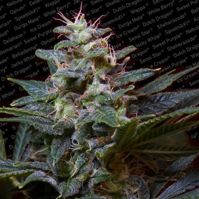 Sweet Purple Feminised Cannabis Seeds | Paradise Seeds