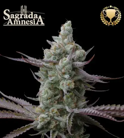 Sagrada Amnesia Feminised Cannabis Seeds | Seed Stockers.