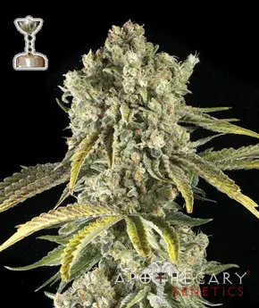 Tahoe OG Regular Cannabis Seeds | Apothecary Genetics Seeds