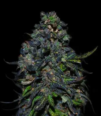 Taison Auto Feminised Cannabis Seeds