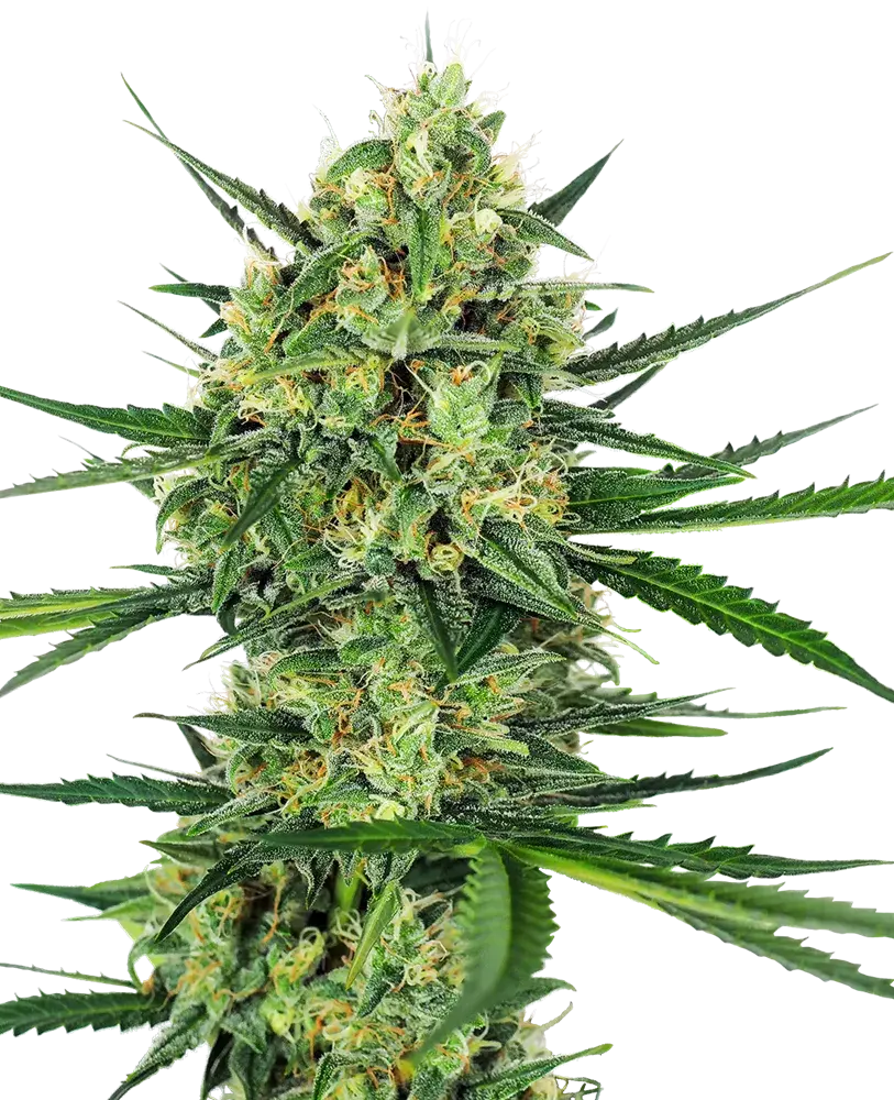 Tangerine Sugar Feminised Cannabis Seeds - Sensi Seeds