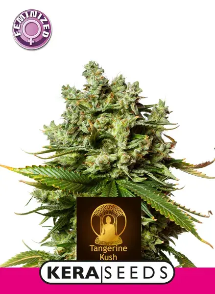 Tangerine Kush Feminised Cannabis Seeds | Kera Seeds