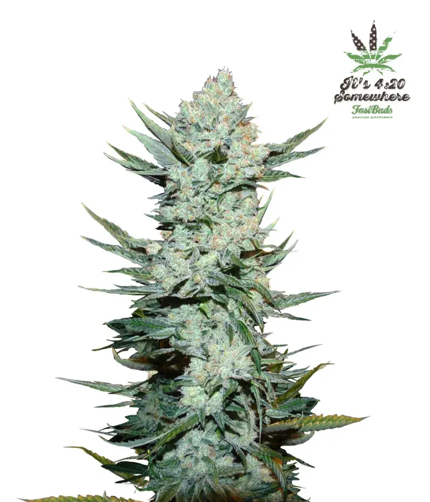 Tangie'matic Auto Feminised Cannabis Seeds | Fast Buds