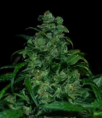 Tank Feminised Cannabis Seeds