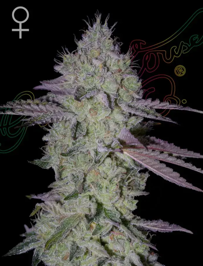 Tarte Tatin Feminised Cannabis Seeds | Greenhouse Seeds