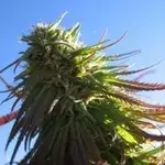 Texada Timewarp Regular Cannabis Seeds |  BC Bud Depot