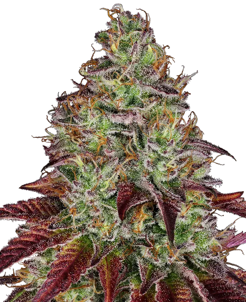 Tezla OG Feminised Cannabis Seeds - Sensi Seeds Research