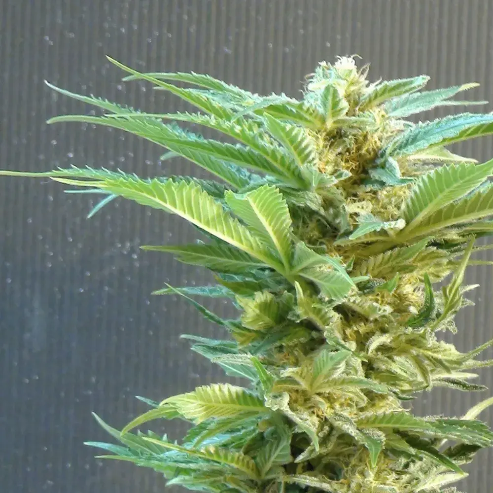 Thai Fantasy Feminised Cannabis Seeds