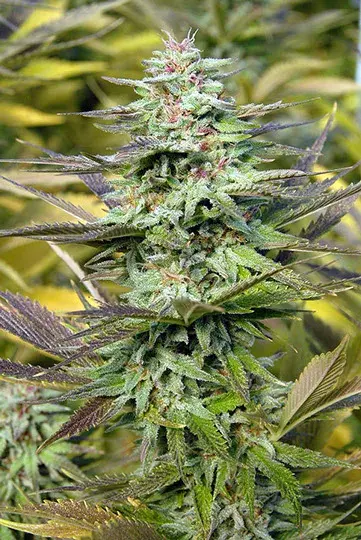 Buy Big Head Seeds THC Pro Feminised Cannabis Seeds