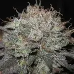 The Big Regular Cannabis Seeds | BC Bud Depot