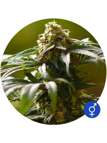 The Bulldog Skunk Regular Cannabis Seeds | Bulldog Seeds