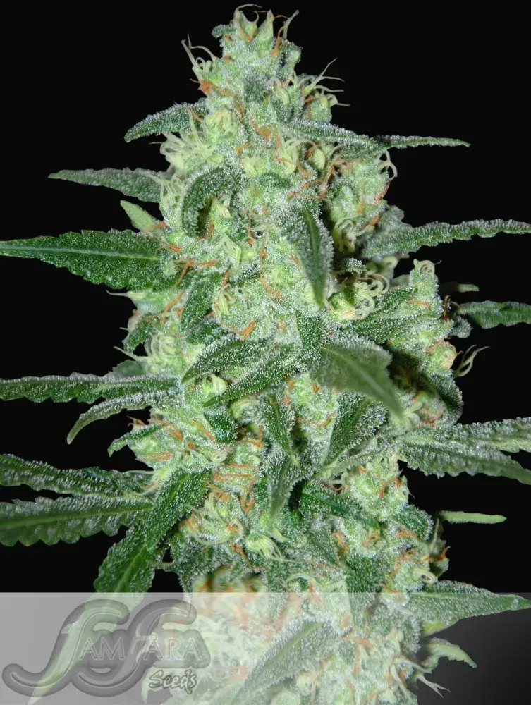 Thunder Bloody Mary Auto Feminised Cannabis Seeds
