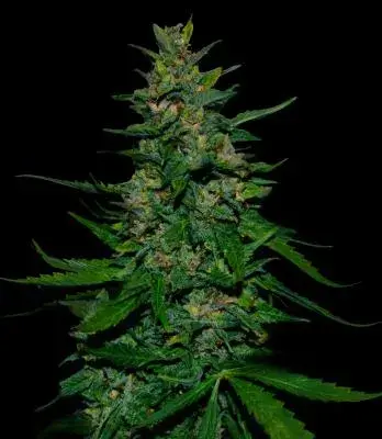 Timanfaya Auto Feminised Cannabis Seeds
