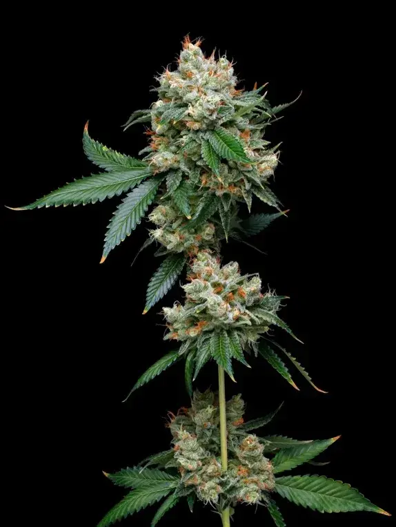 Donny Burger Feminised Cannabis Seeds - Mavericks Seeds.