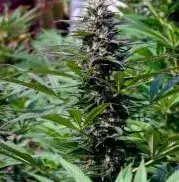 TNR Regular Cannabis Seeds | KC Brains Seeds