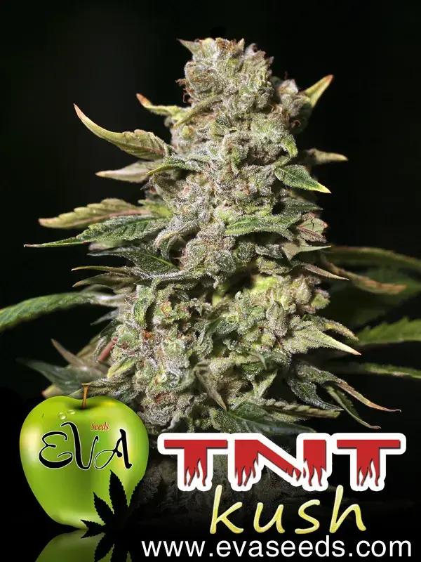 TNT Kush Feminised Cannabis Seeds